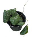 Imbricata